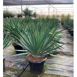 YUCCA gloriosa 'Lone Star'...