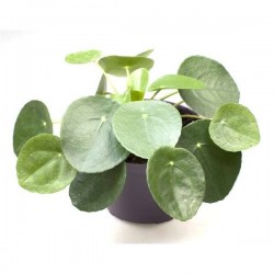 PILEA peperomioides P12