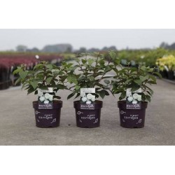 VIBURNUM plicatum Opening...