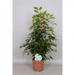 FICUS anastasia H85 P19