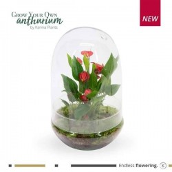 TERRARIUM Anthurium...