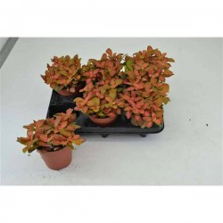 FITTONIA verschaffeltii...