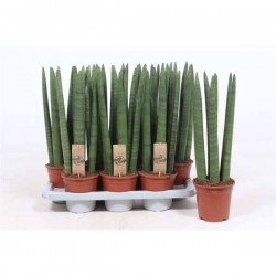 SANSEVIERIA droit P14