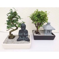 BONSAI + Bouddha - Pagode...