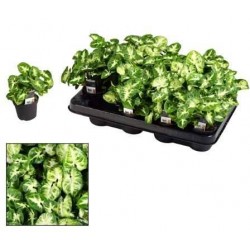 SYNGONIUM podophyllum...