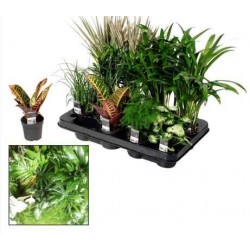 PLANTE verte assorti P7