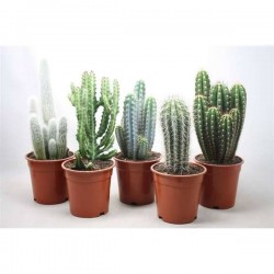 CACTUS assorti H40 P17
