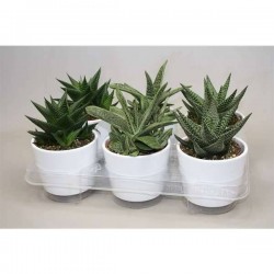 ALOE assorti P12-CERAM