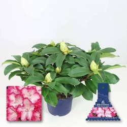 RHODODENDRON Hortinno XXL...