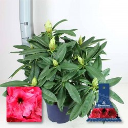 RHODODENDRON 'Red Devil'...