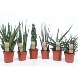 SANSEVIERIA luxe H55 P14