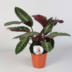 CALATHEA warscewiczii H85 P19