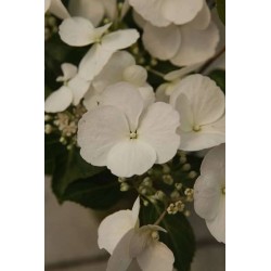 HYDRANGEA Runaway Bride®...