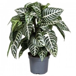 APHELANDRA P13