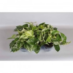 EPIPREMNUM aureum 'Marble...