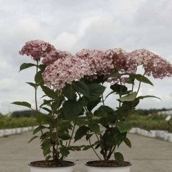 HYDRANGEA arborescens Sweet...