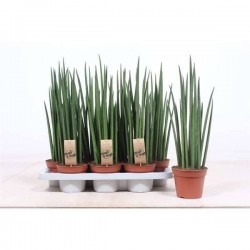 SANSEVIERIA 'Fernwood...