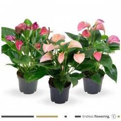 ANTHURIUM multiflorum P12