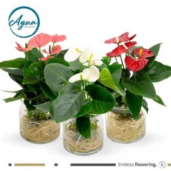 ANTHURIUM assorti P13-VERR