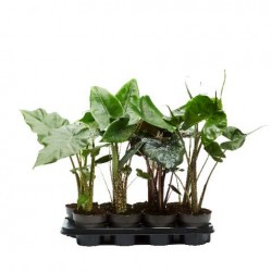 ALOCASIA assorti P14