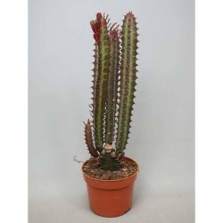 EUPHORBE trigona Rubra P12