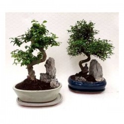 BONSAI + Roche P26+SCPE
