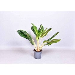 AGLAONEMA keylime H70 P17