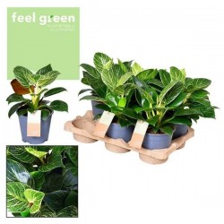 PHILODENDRON Zebra P14