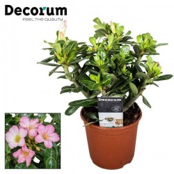 ADENIUM obesum P13