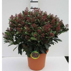 SKIMMIA japonica Rubella...
