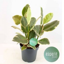 FICUS elastica 'Tineke' H90...