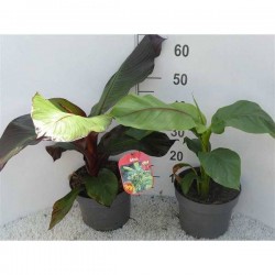 MUSA bananarama H100 P23