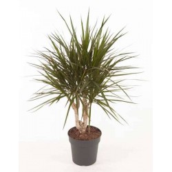 DRACAENA marginata RAMIF...