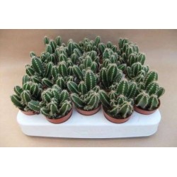 CEREUS florida P5.5