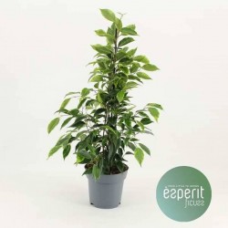 FICUS benjamina 'Anastasia'...