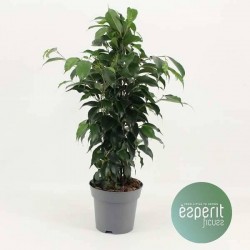 FICUS benjamina 'Danielle' P14