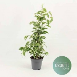 FICUS benjamina 'Samantha' P14