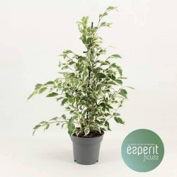 FICUS benjamina 'Twilight' P14