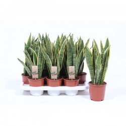 SANSEVIERIA trifasciata...