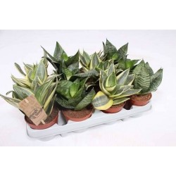 SANSEVIERIA trifasciata...