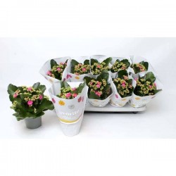 KALANCHOE fleur Double P10.5