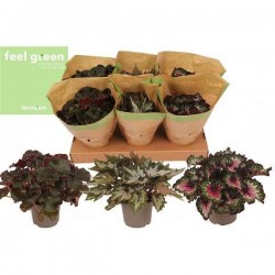 BEGONIA feuillage P13