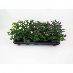 CHRYSANTHEME pompon P13