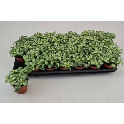 FITTONIA verschaffeltii...