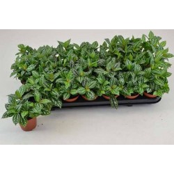 PILEA cadierei P8.5
