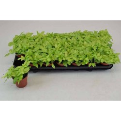 FITTONIA verschaffeltii...