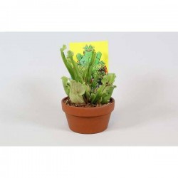 SARRACENIA assorti CPEØ16-TC