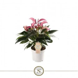 ANTHURIUM andreanum Zizou® P12