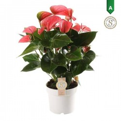ANTHURIUM andreanum Pink...