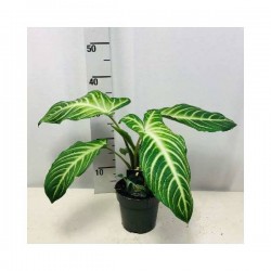 CALADIUM lindenii P14